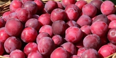 Recepti za džem od višanja